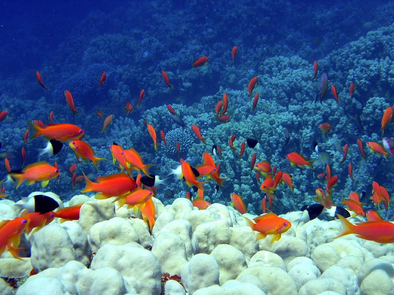 SAFAGA 07  2008 233.jpg